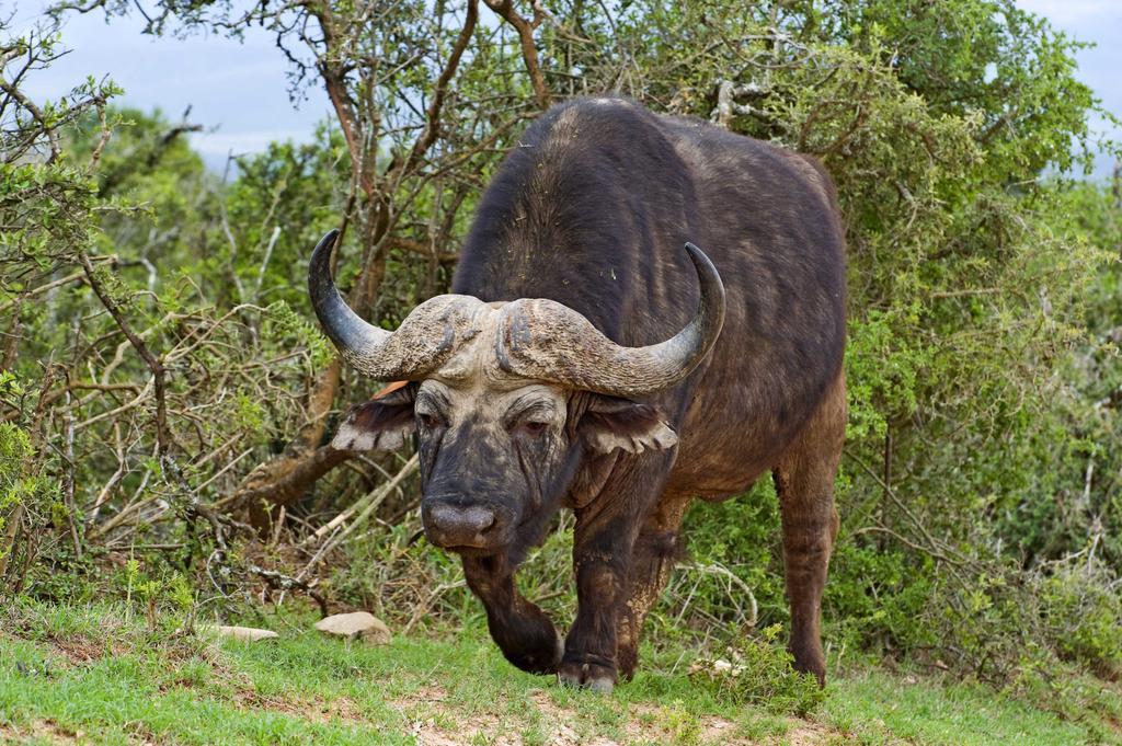 Hlosi Game Lodge - Amakhala Game Reserve Buyskloof Dış mekan fotoğraf