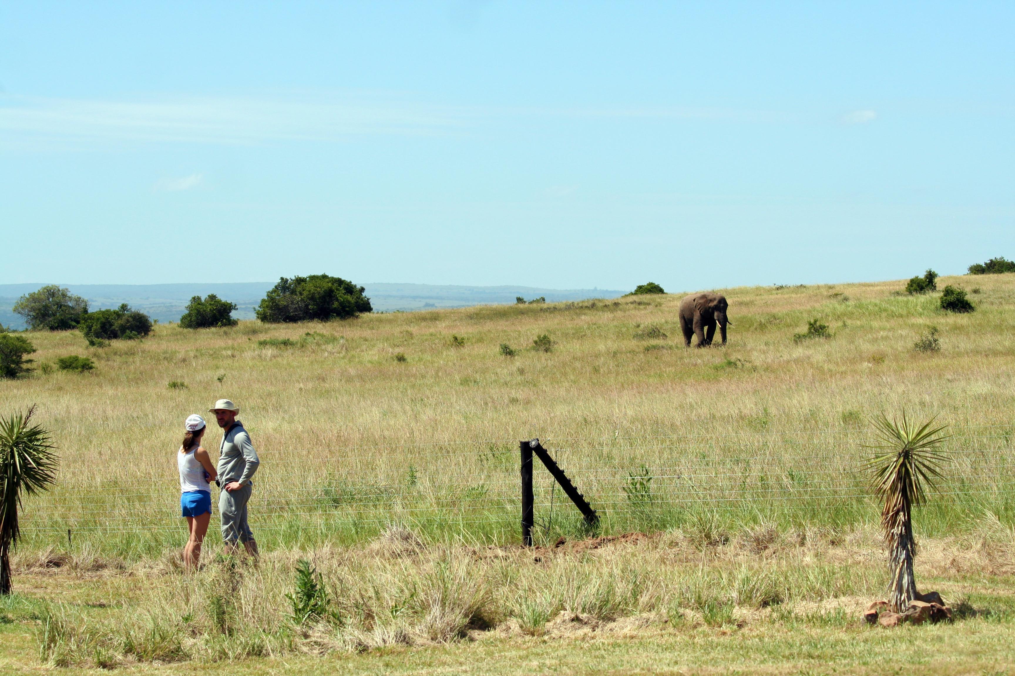 Hlosi Game Lodge - Amakhala Game Reserve Buyskloof Dış mekan fotoğraf