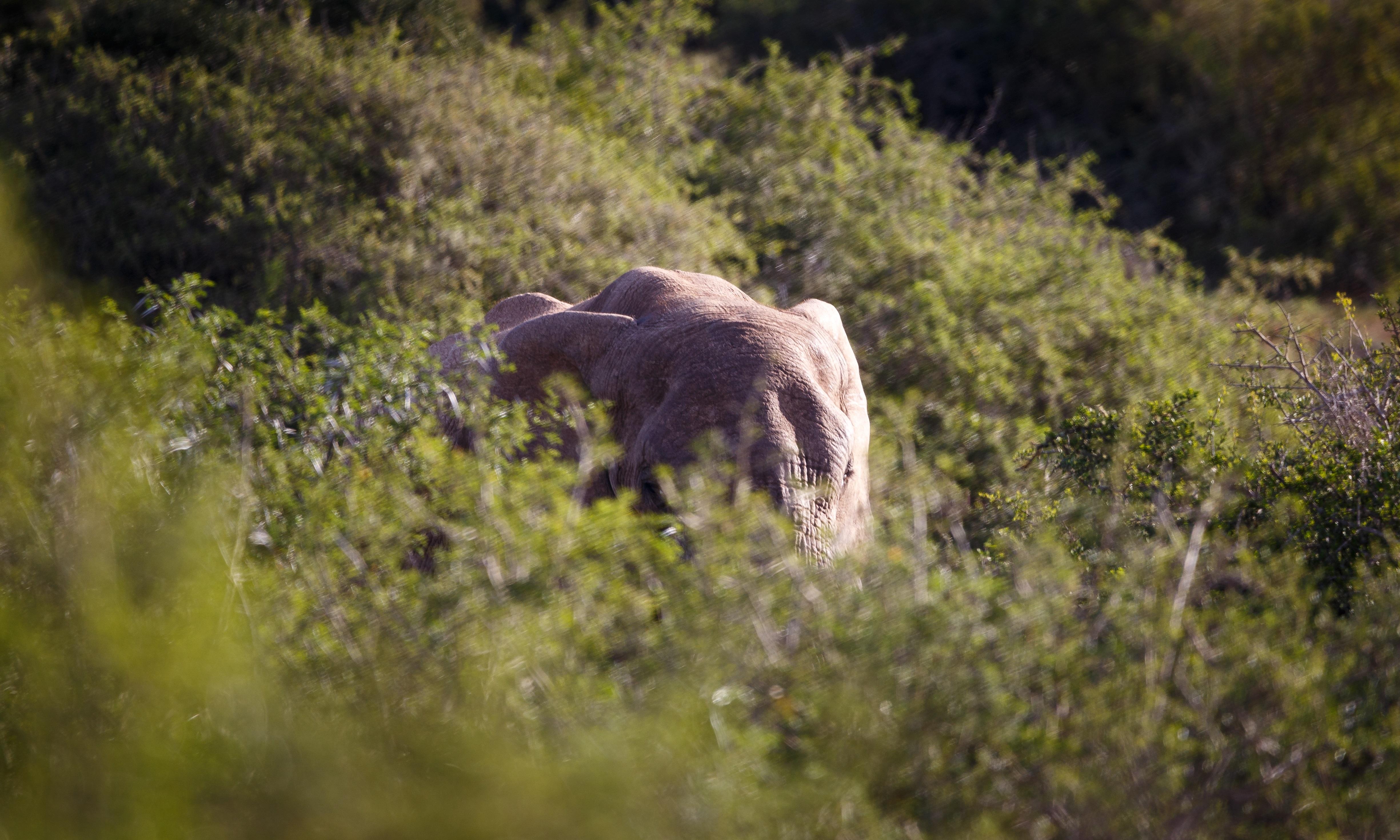 Hlosi Game Lodge - Amakhala Game Reserve Buyskloof Dış mekan fotoğraf