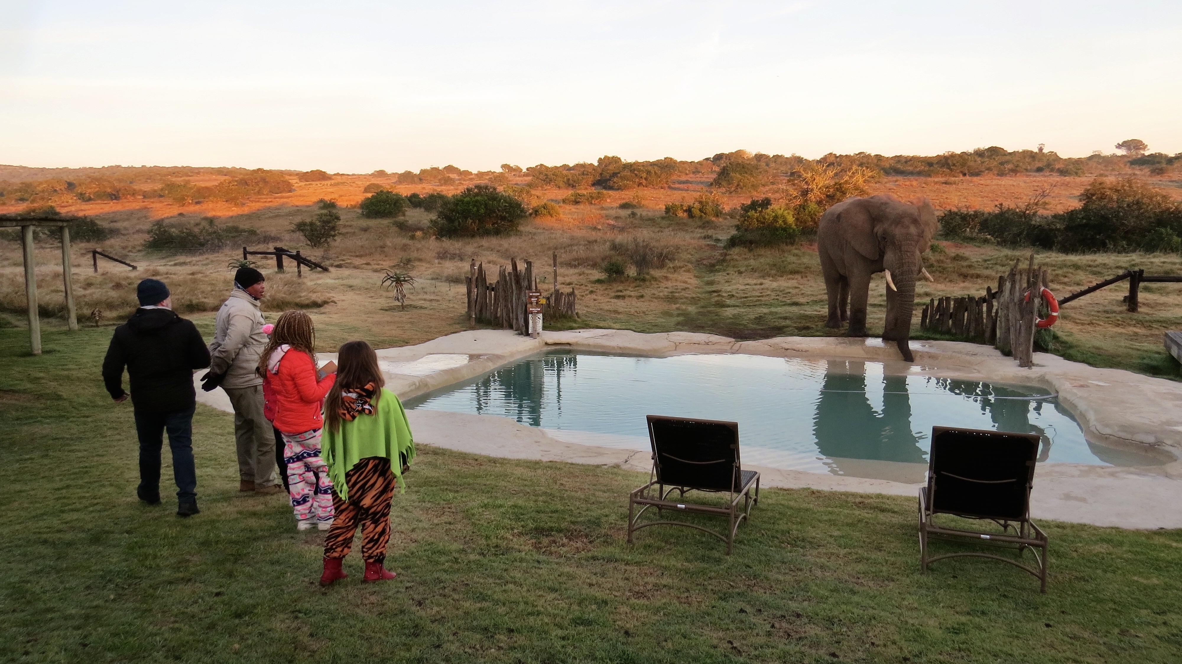 Hlosi Game Lodge - Amakhala Game Reserve Buyskloof Dış mekan fotoğraf