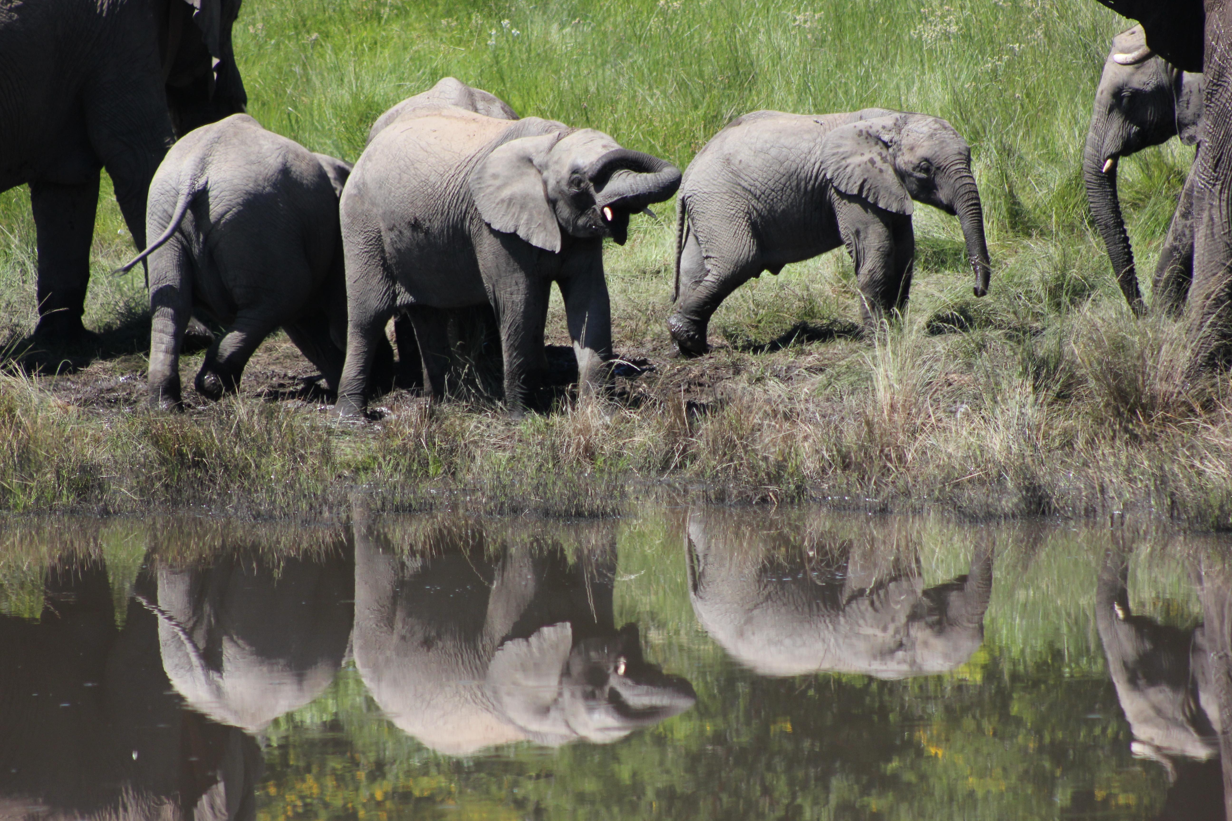 Hlosi Game Lodge - Amakhala Game Reserve Buyskloof Dış mekan fotoğraf