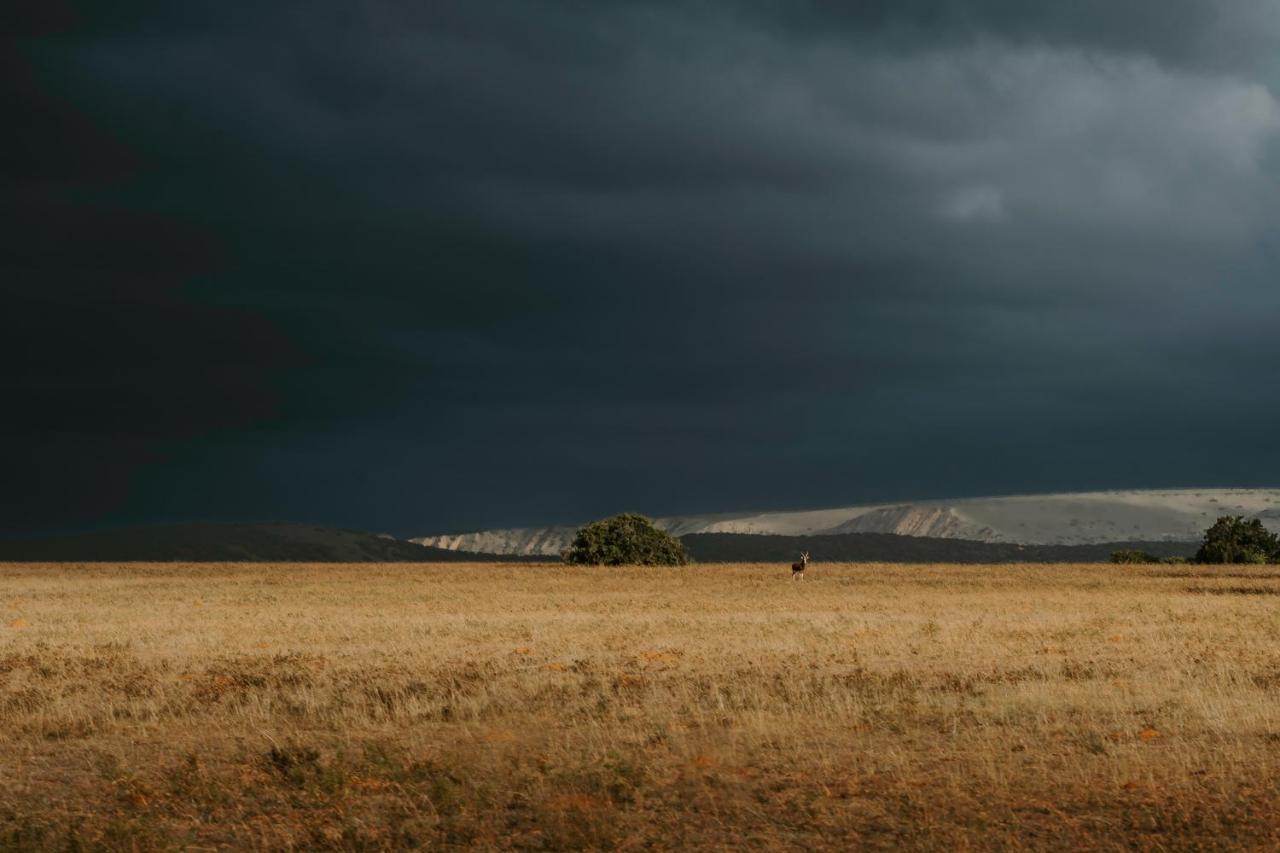 Hlosi Game Lodge - Amakhala Game Reserve Buyskloof Dış mekan fotoğraf