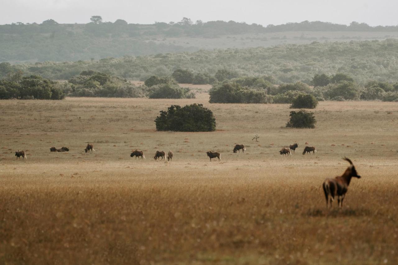 Hlosi Game Lodge - Amakhala Game Reserve Buyskloof Dış mekan fotoğraf