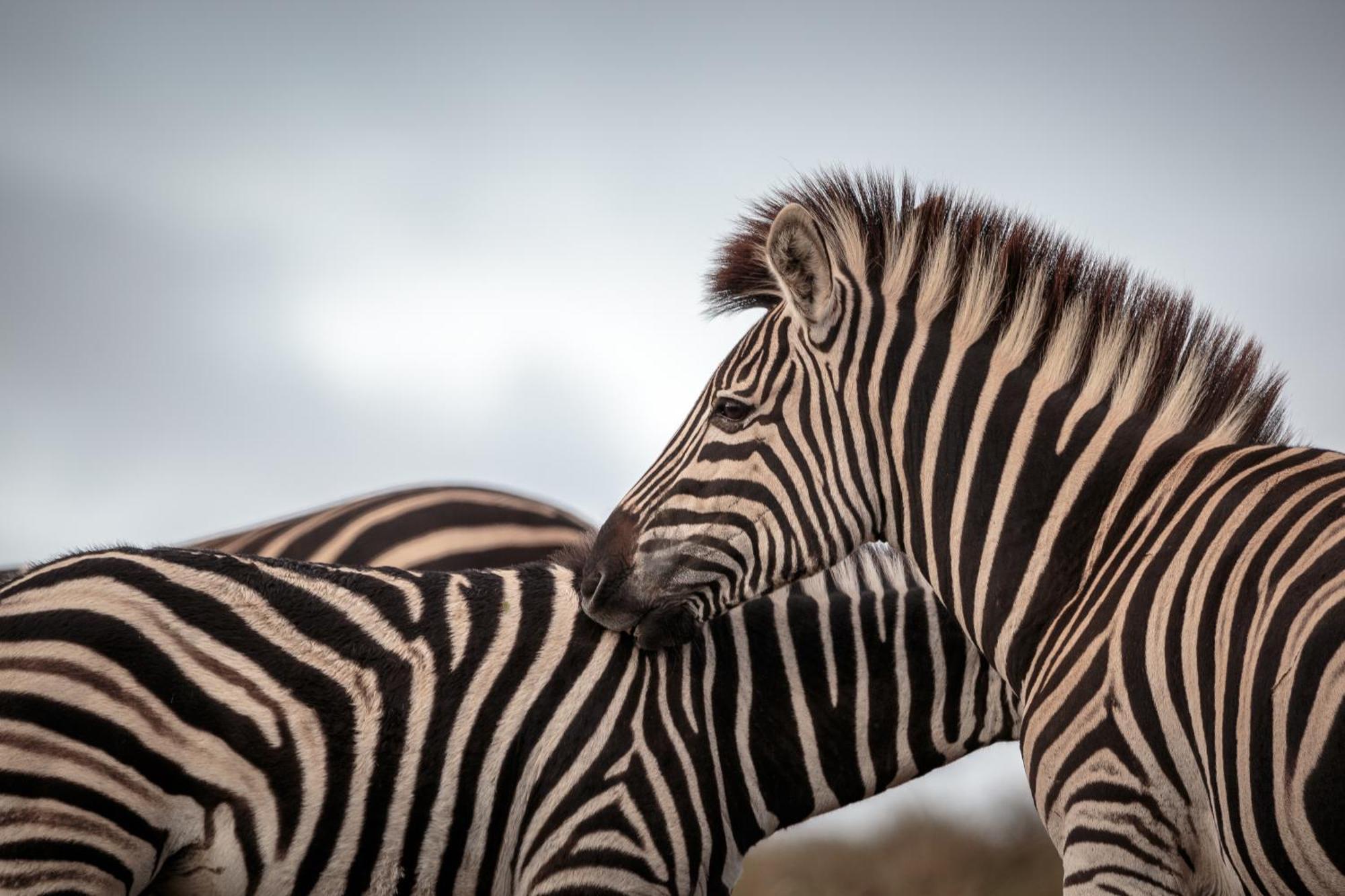 Hlosi Game Lodge - Amakhala Game Reserve Buyskloof Dış mekan fotoğraf